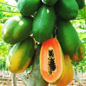 Papaya Live Plant – Tropical Fruit Tree – 5-10 inches tall – 4 inch pot – Indoor/Outdoor - Image 2