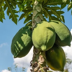 Papaya Live Plant – Tropical Fruit Tree – 5-10 inches tall – 4 inch pot – Indoor/Outdoor - Image 3