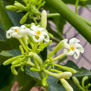 Papaya Live Plant – Tropical Fruit Tree – 5-10 inches tall – 4 inch pot – Indoor/Outdoor - Image 4
