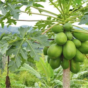 Papaya Live Plant – Tropical Fruit Tree – 5-10 inches tall – 4 inch pot – Indoor/Outdoor - Image 5
