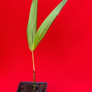 Para Dwarf Acai Palm Tree Live Plant – 5-9'' Tall Seedling in 2.5'' Pot - Image 3