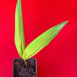 Para Dwarf Acai Palm Tree Live Plant – 5-9'' Tall Seedling in 2.5'' Pot - Image 4