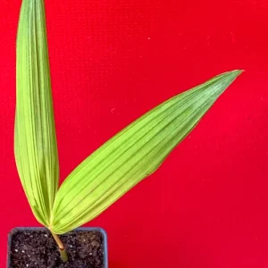 Para Dwarf Acai Palm Tree Live Plant – 5-9'' Tall Seedling in 2.5'' Pot - Image 5