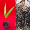 Para Dwarf Acai Palm Tree Live Plant – 5-9'' Tall Seedling in 2.5'' Pot - Image 1