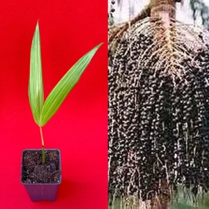 Para Dwarf Acai Palm Tree Live Plant – 5-9'' Tall Seedling in 2.5'' Pot - Image 1