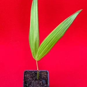 Para Dwarf Acai Palm Tree Live Plant – 5-9'' Tall Seedling in 2.5'' Pot - Image 6