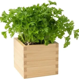 Parsley Live Plant – 3 inch pot – Fresh Herb for Container & Garden - Image 4