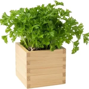 Parsley Live Plant – 3 inch pot – Fresh Herb for Container & Garden - Image 5
