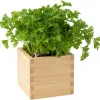 Parsley Live Plant – 3 inch pot – Fresh Herb for Container & Garden - Image 1