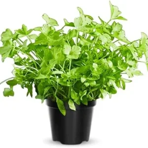 Parsley Live Plant - 4 Inches Tall Potted Herb for Indoor/Outdoor Garden - Image 2