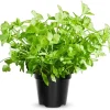 Parsley Live Plant - 4 Inches Tall Potted Herb for Indoor/Outdoor Garden - Image 1