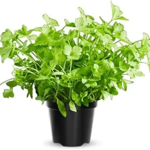 Parsley Live Plant - 4 Inches Tall Potted Herb for Indoor/Outdoor Garden - Image 3