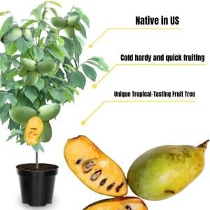 Paw Paw Tree Live Plant, 6-12 inches Tall, Cold Hardy Asimina Triloba - Image 2