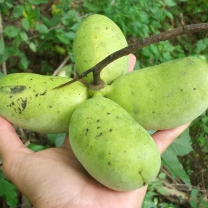 Paw Paw Tree Live Plant, 6-12 inches Tall, Cold Hardy Asimina Triloba - Image 3