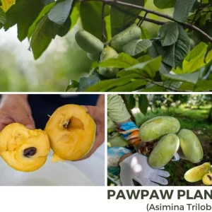 Paw Paw Tree Live Plant, 6-12 inches Tall, Cold Hardy Asimina Triloba - Image 7