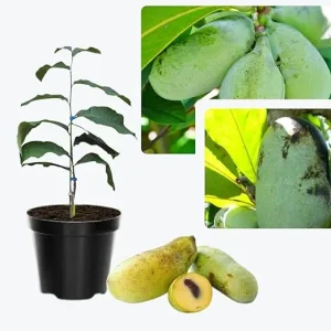 Paw Paw Tree Live Plants - 2 Bare Roots, 6-11 Inches Tall, Outdoor - Image 2