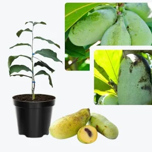 Paw Paw Tree Live Plants - 2 Bare Roots, 6-11 Inches Tall, Outdoor - Image 3