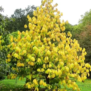 Pawpaw Live Tree Plant 6-8 Inch Tall - Cold-Hardy Fruit for Orchard - Image 3