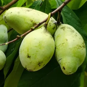 Pawpaw Live Tree Plant 6-8 Inch Tall - Cold-Hardy Fruit for Orchard - Image 7