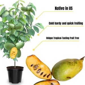 Pawpaw Tree Live Plant – 3 Years Old, Dormant, Up to 2.5ft Tall - Image 3