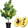Pawpaw Tree Live Plant – 3 Years Old, Dormant, Up to 2.5ft Tall - Image 1