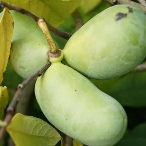 Pawpaw Tree Live Plant (Asimina triloba) – 6 Inches Tall, Dormant, Outdoor Cold Hardy - Image 6