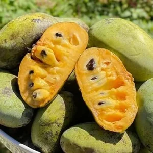 Pawpaw Tree Live Plant Bare Roots - Set of 2, Hardy, 6-12 Inches Tall - Image 3