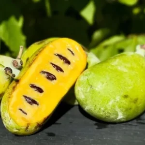 Pawpaw Tree Live Plant - Cold-Hardy Fruit Tree - 6-8 Inch Tall Outdoor - Image 4