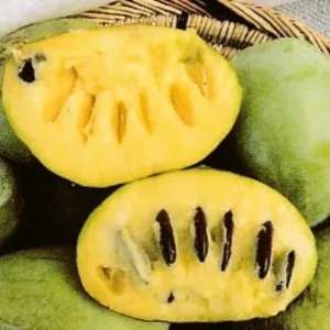 Pawpaw Tree Live Plant - Cold-Hardy Fruit Tree - 6-8 Inch Tall Outdoor - Image 5