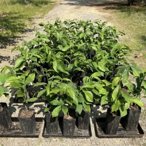 Pawpaw Tree Live Plant - Cold-Hardy Fruit Tree - 6-8 Inch Tall Outdoor - Image 6