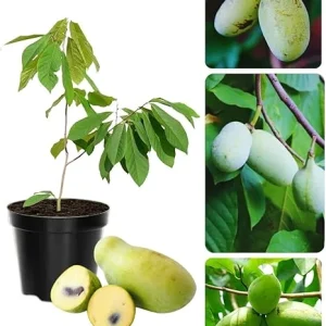 Pawpaw Tree Live Plant, Hardy Fruit Tree, Quart Pot, 6-12 inches, Zones 5-9 - Image 7