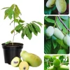 Pawpaw Tree Live Plant, Hardy Fruit Tree, Quart Pot, 6-12 inches, Zones 5-9 - Image 1