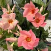 Peach Mandevilla Vine Live Plant - Tropical Dipladenia Flower, 5-9 Inch Tall - Image 1