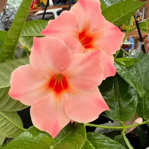 Peach Mandevilla Vine Live Plant - Tropical Dipladenia Flower, 5-9 Inch Tall - Image 4