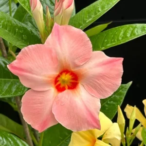 Peach Mandevilla Vine Live Plant - Tropical Dipladenia Flower, 5-9 Inch Tall - Image 5