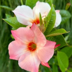 Peach Mandevilla Vine Live Plant - Tropical Dipladenia Flower, 5-9 Inch Tall - Image 6