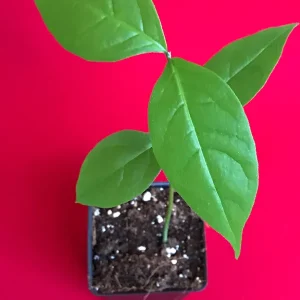 Peanut Butter Fruit Tree Plant (Bunchosia Armeniaca) - Live Starter, 3-9'' Tall, 2.5'' Pot, Tropical Fruit - Image 5