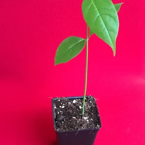 Peanut Butter Fruit Tree Plant (Bunchosia Armeniaca) - Live Starter, 3-9'' Tall, 2.5'' Pot, Tropical Fruit - Image 6