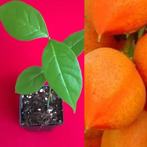 Peanut Butter Fruit Tree Plant (Bunchosia Armeniaca) - Live Starter, 3-9'' Tall, 2.5'' Pot, Tropical Fruit - Image 1