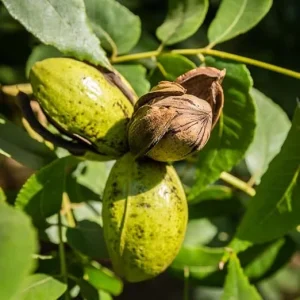 Pecan Tree Bare Root Seedlings - Set of 2 Live Plants, 1-2 Ft Tall, Hardy Perennial for Full Sun - Image 5