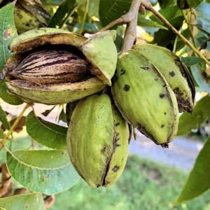 Pecan Tree Bare Roots - 2 Pack, 1-2 Ft Tall Hardy Pecan Nut Seedlings - Image 2