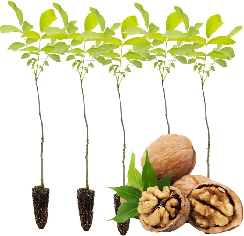 Pecan Tree Bare Roots - 2 Pack, 1-2 Ft Tall Hardy Pecan Nut Seedlings - Image 5