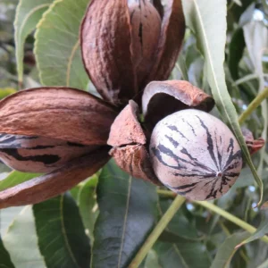 Pecan Tree Bare Roots - 2 Pack, 1-2 Ft Tall Hardy Pecan Nut Seedlings - Image 6