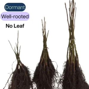 Pecan Tree Bare Roots - 2 Pack, 1-2 Ft Tall Hardy Pecan Nut Seedlings - Image 7