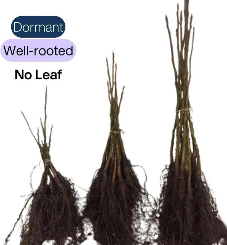 Pecan Tree Bare Roots - 2 Pack, 1-2 Ft Tall Hardy Pecan Nut Seedlings - Image 7