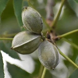 Pecan Tree Bare Roots - 2 Pack, 1-2 Ft Tall Hardy Pecan Nut Seedlings - Image 8