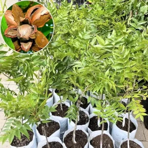 Pecan Tree Live Plant – 2-3 Feet Tall – Cold Hardy Nut Tree for Orchard & Yard - Image 6