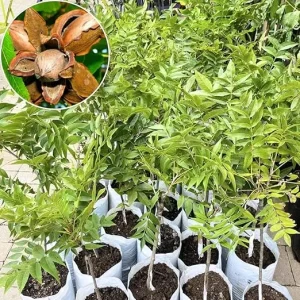 Pecan Tree Live Plant – 2-3 Feet Tall – Cold Hardy Nut Tree for Orchard & Yard - Image 7