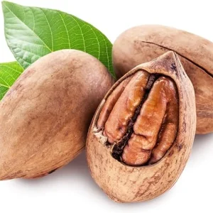 Pecan Tree Live Plant 2-3 Feet Tall – Fast Growing Cold Hardy Nut Tree for Planting - Image 5