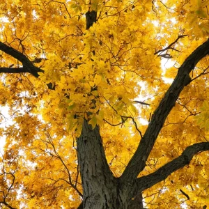 Pecan Tree Seedlings Bare Root - Set of 2, 1-2 ft Tall, Hardy Outdoor Nut Tree - Image 5